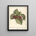 Traité des arbres fruitiers Pl60 - Henri-Louis Duhamel du Monceau — gerahmtes Bild an der Wand