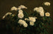 Stillleben mit weißen Rosen - Henri Fantin-Latour — Ansicht des Kunstwerks