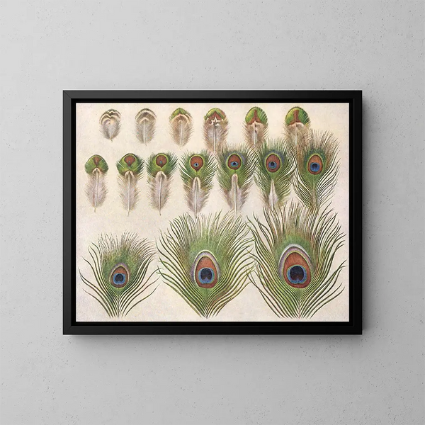 Evolution der Augen auf dem Schweif eines Pfauen - Henrik Grönvold — gerahmtes Bild an der Wand