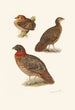 Plumages de tragopans - Henrik Grönvold — Ansicht des Kunstwerks