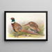 Mandarinen-Hahn mit Halskrause - Henry Jones — gerahmtes Bild an der Wand
