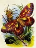 Der Schmetterlingsvivarium oder Insektenhaus Pl 7 - Henry Noel Humphreys — Ansicht des Kunstwerks