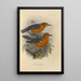 Geocichla Andamanensis Geocichla Rubecula - Henry Seebohm — gerahmtes Bild an der Wand