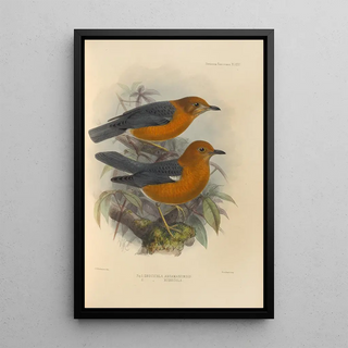 Henry Seebohm - Geocichla Andamanensis Geocichla Rubecula.webp
