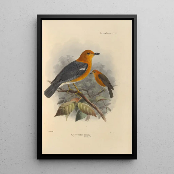 Henry Seebohm - Geocichla Citrina Geocichla Innotata.webp