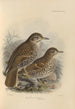 Geocichla Heinii Geocichla Papuensis - Henry Seebohm — Ansicht des Kunstwerks
