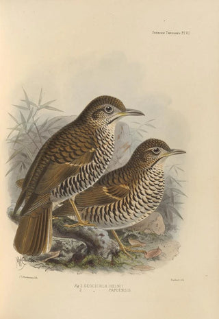 Henry Seebohm - Geocichla Heinii Geocichla Papuensis.webp