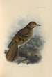 Geocichla Horsfieldi - Henry Seebohm — Ansicht des Kunstwerks