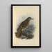 Geocichla Horsfieldi - Henry Seebohm — gerahmtes Bild an der Wand