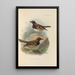 Geocichla Leucolaema - Henry Seebohm — gerahmtes Bild an der Wand