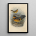 Geocichla Naevia - Henry Seebohm — gerahmtes Bild an der Wand