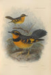Geocichla Naevia - Henry Seebohm — Ansicht des Kunstwerks