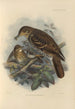 Geocichla Nilgiriensis - Henry Seebohm — Ansicht des Kunstwerks