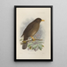 Merula Cacozela - Henry Seebohm — gerahmtes Bild an der Wand