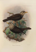 Merula Canescens - Henry Seebohm — Ansicht des Kunstwerks