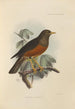 Merula Celebensis - Henry Seebohm — Ansicht des Kunstwerks
