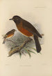 Merula Chrysolaus - Henry Seebohm — Ansicht des Kunstwerks