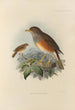 Merula Erythropleura - Henry Seebohm — Ansicht des Kunstwerks