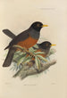 Merula Euryzona - Henry Seebohm — Ansicht des Kunstwerks