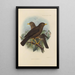 Merula Javanica - Henry Seebohm — gerahmtes Bild an der Wand