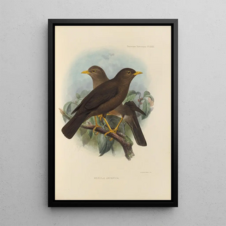 Henry Seebohm - Merula Javanica.webp