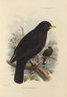 Merula Mandarina - Henry Seebohm — Ansicht des Kunstwerks