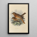 Merula Naumanni - Henry Seebohm — gerahmtes Bild an der Wand