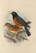 Merula Protomomelaena - Henry Seebohm — Ansicht des Kunstwerks
