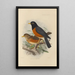 Merula Protomomelaena - Henry Seebohm — gerahmtes Bild an der Wand