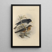 Merula Reevei - Henry Seebohm — gerahmtes Bild an der Wand