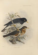 Merula Reevei - Henry Seebohm — Ansicht des Kunstwerks