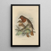 Merula Ruficollis - Henry Seebohm — gerahmtes Bild an der Wand