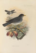 Merula Subalaris - Henry Seebohm — Ansicht des Kunstwerks