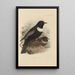 Merula Torquata - Henry Seebohm — gerahmtes Bild an der Wand