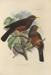 Merula Whiteheadi - Henry Seebohm — Ansicht des Kunstwerks