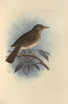 Turdus Comorensis - Henry Seebohm — Ansicht des Kunstwerks