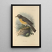 Turdus Confinis - Henry Seebohm — gerahmtes Bild an der Wand