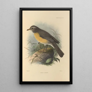 Henry Seebohm - Turdus Confinis.webp