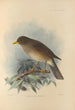 Turdus Cryptopyrrhus - Henry Seebohm — Ansicht des Kunstwerks