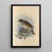Turdus Cryptopyrrhus - Henry Seebohm — gerahmtes Bild an der Wand