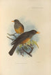 Turdus Elgonensis - Henry Seebohm — Ansicht des Kunstwerks