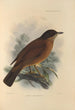 Turdus Falklandicus - Henry Seebohm — Ansicht des Kunstwerks