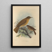 Turdus Fumigatus Turdus Hauxwelli - Henry Seebohm — gerahmtes Bild an der Wand