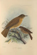 Turdus Fumigatus Turdus Hauxwelli - Henry Seebohm — Ansicht des Kunstwerks