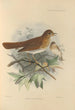 Turdus Fuscescens - Henry Seebohm — Ansicht des Kunstwerks