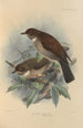 Turdus Phaeopygus Turdus Phaeopygoides - Henry Seebohm — Ansicht des Kunstwerks