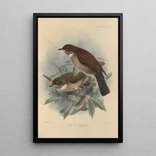 Henry Seebohm - Turdus Phaeopygus Turdus Phaeopygoides.webp