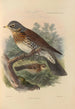 Turdus Pilaris - Henry Seebohm — Ansicht des Kunstwerks
