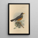 Turdus Tephronotus - Henry Seebohm — gerahmtes Bild an der Wand