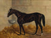 Ein schwarzes Rennpferd in einer Stallung - Henry Stull — Ansicht des Kunstwerks